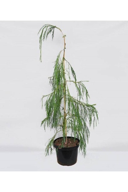 Кипарисовик Імбріката Пендула - саджанець в контейнері 5 л